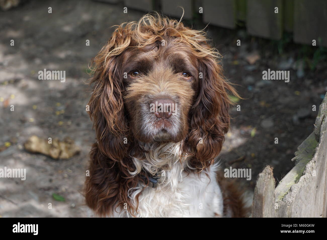 Springer Spaniel Hund Stockfoto