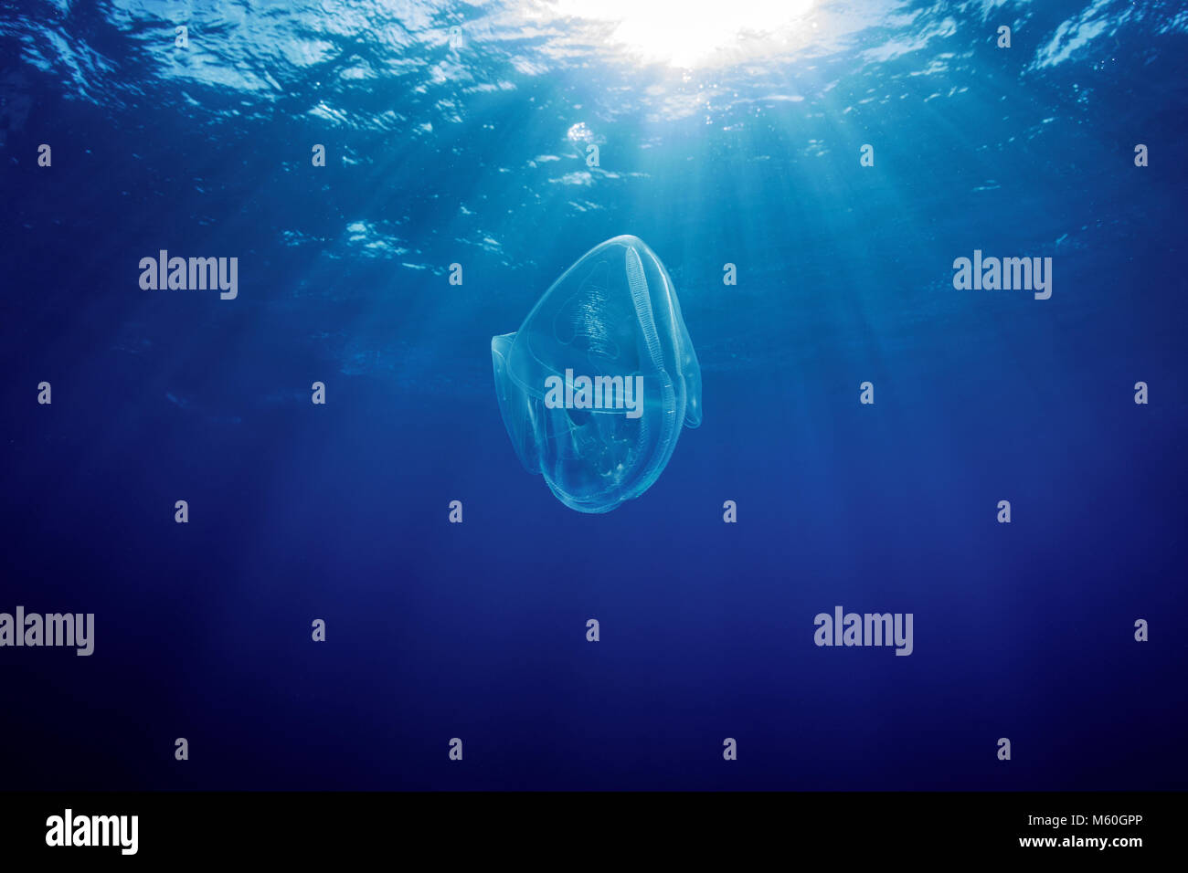 Comb Jelly treiben im offenen Meer, Crustacea, Roca Partida, Revillagigedo Inseln, Mexiko Stockfoto