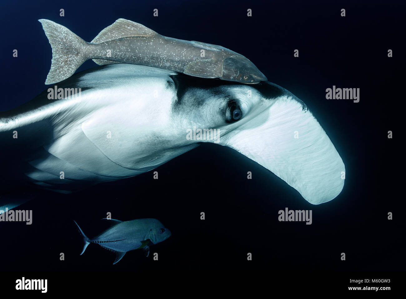 Giant Manta Ray mit Suckerfish, Manta birostris, San Benedicto Island, Revillagigedo Inseln, Mexiko Stockfoto