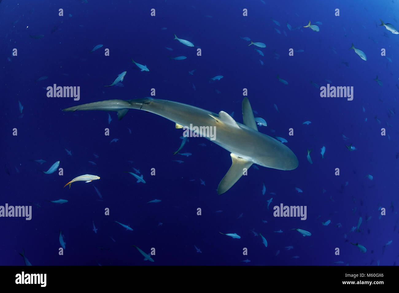 Seidig Shark, Carcharhinus falciformis, San Benedicto Island, Revillagigedo Inseln, Mexiko Stockfoto