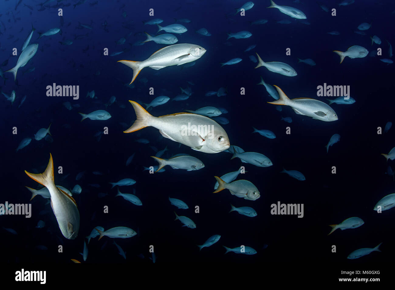 Schwarm von Pacific Creolefish, Paranthias Kolonos, Roca Partida, Revillagigedo Inseln, Mexiko Stockfoto