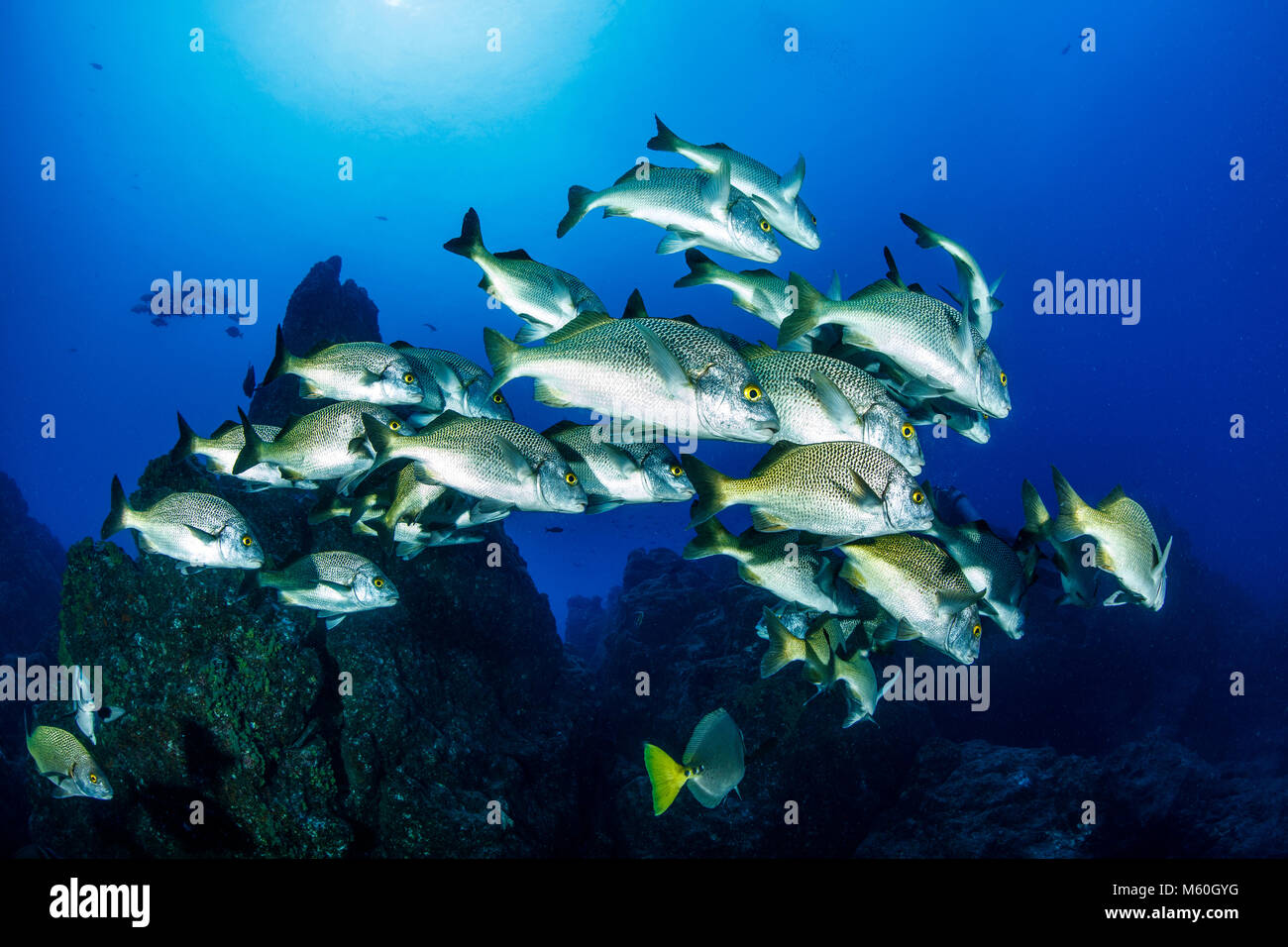 Schwarm von Burrito Grunzen, Anisotremus interruptus, Socorro Island, Revillagigedo Inseln, Mexiko Stockfoto