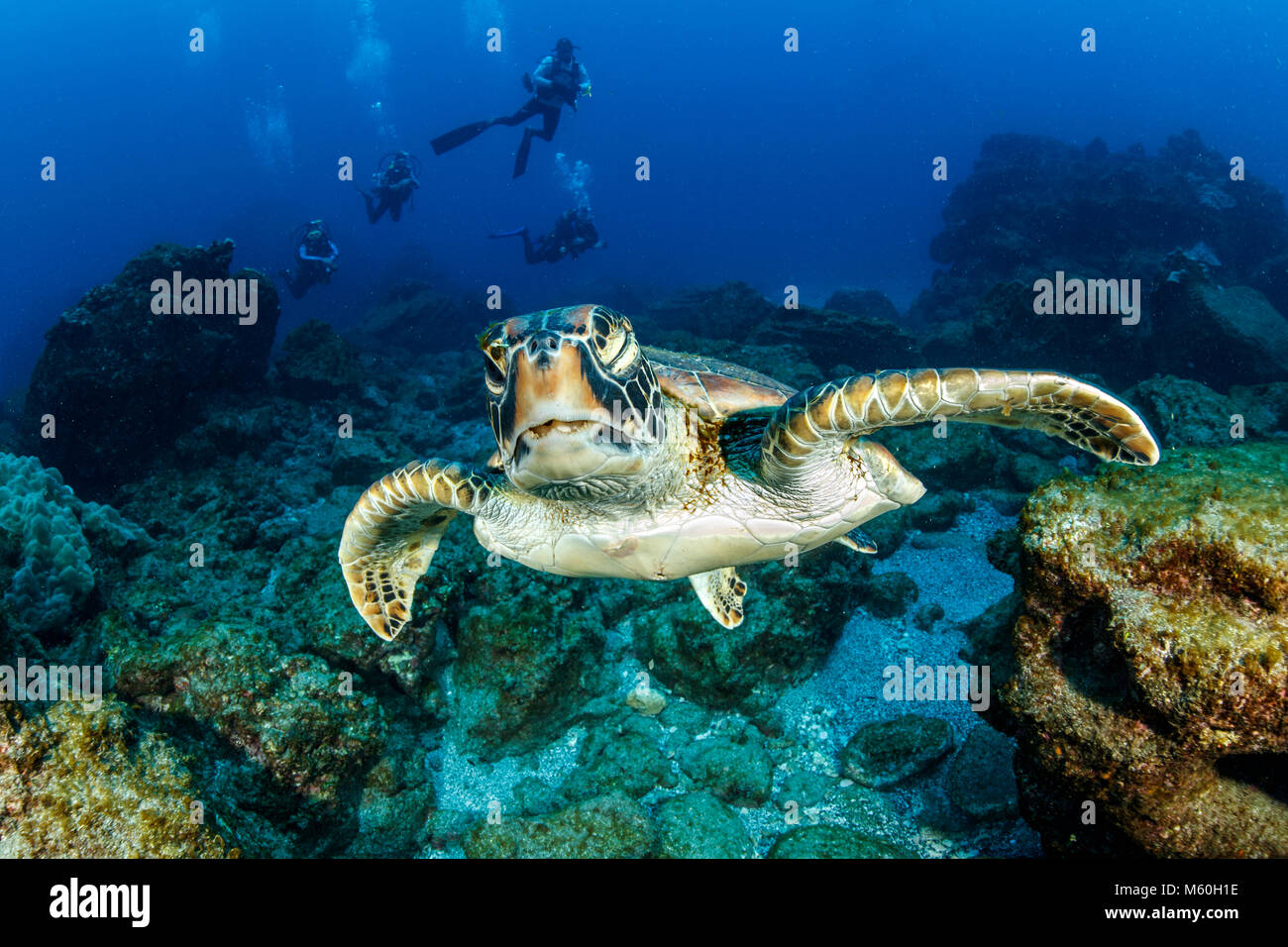 Grüne Meeresschildkröte, Chelonia mydas, Socorro Island, Revillagigedo Inseln, Mexiko Stockfoto