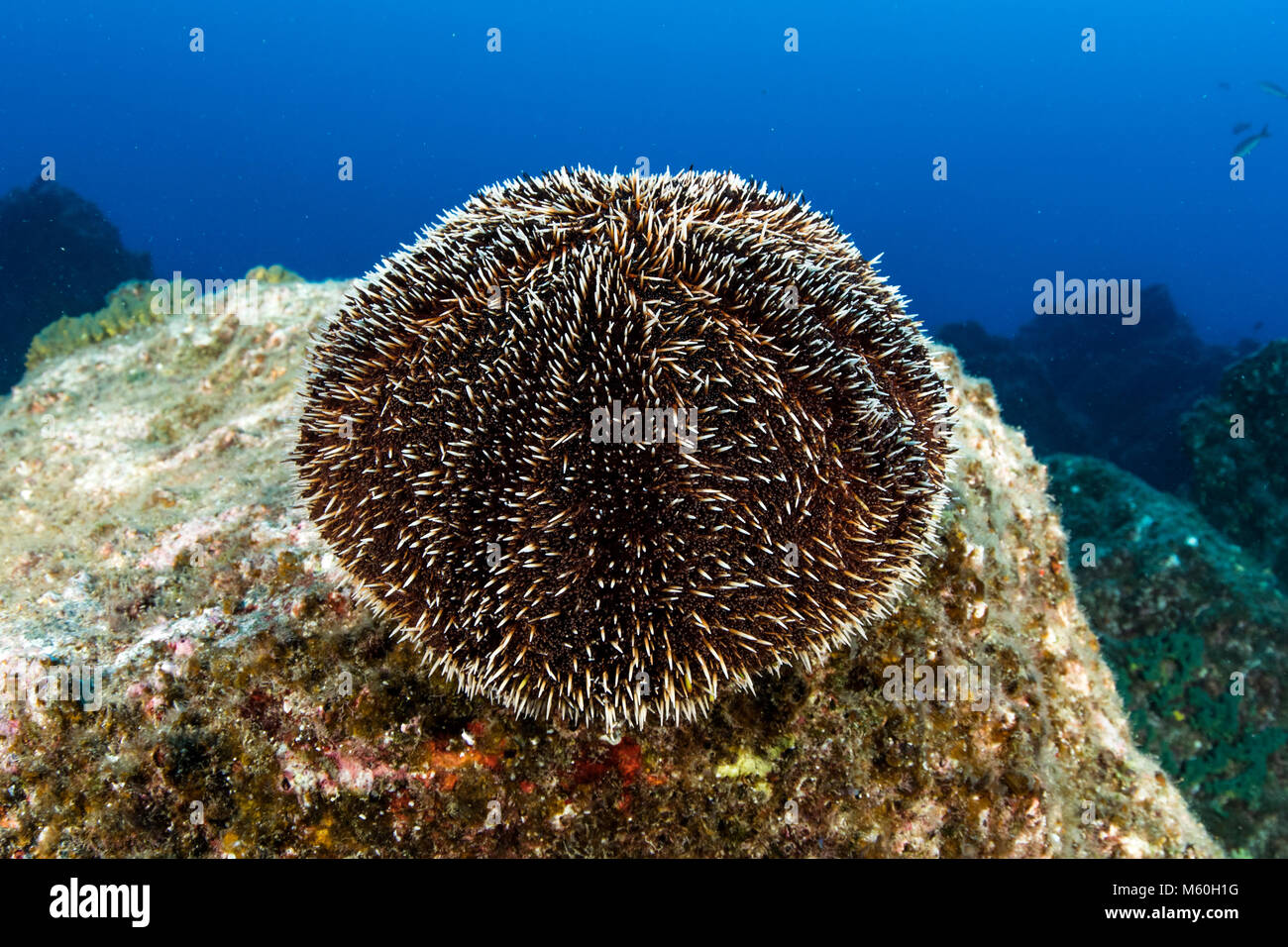 Braun Urchin, Tripneustes depressus, Socorro Island, Revillagigedo Inseln, Mexiko Stockfoto