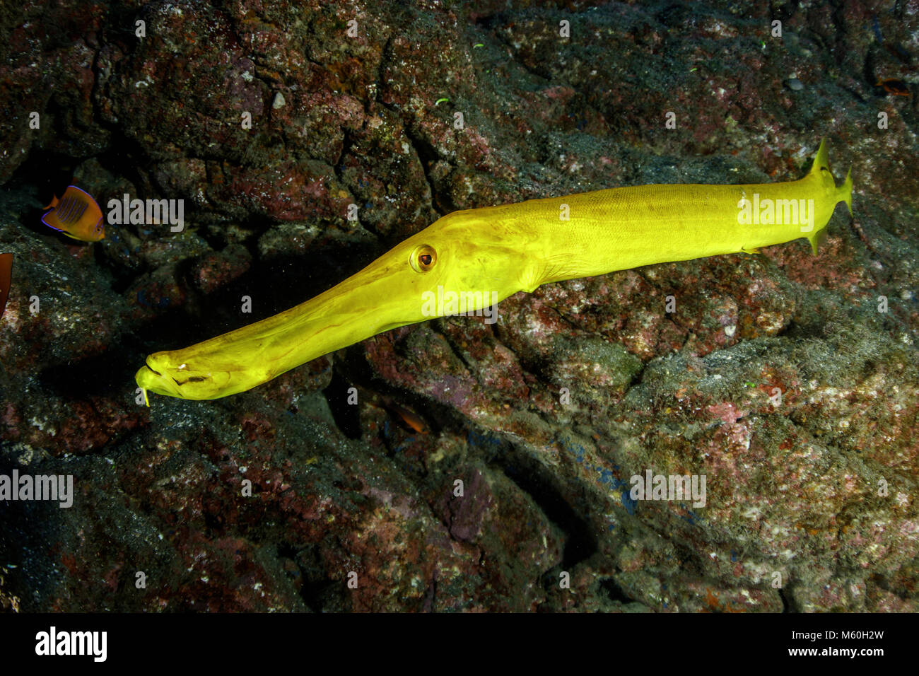 Gelbe Trompetenfische, Aulostomus chinensis, Socorro Island, Revillagigedo Inseln, Mexiko Stockfoto