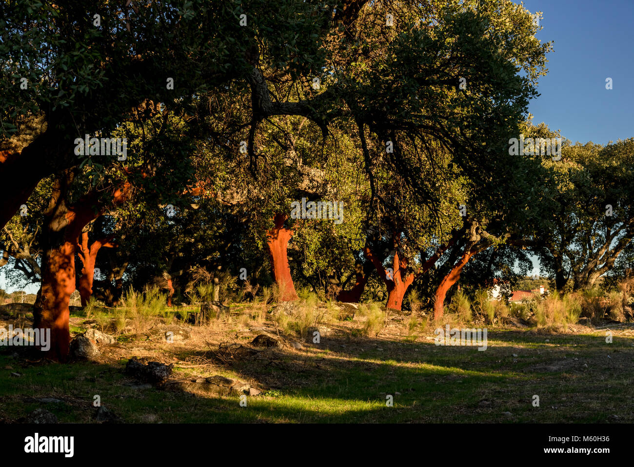 Korkeichen, deren Rinde vor kurzem am späten Nachmittag Sonne geerntet worden ist. Stockfoto