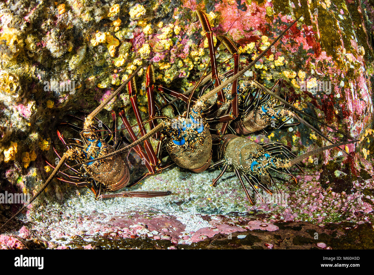Gruppe von Langusten, Panulirus penicillatus, Socorro Island, Revillagigedo Inseln, Mexiko Stockfoto