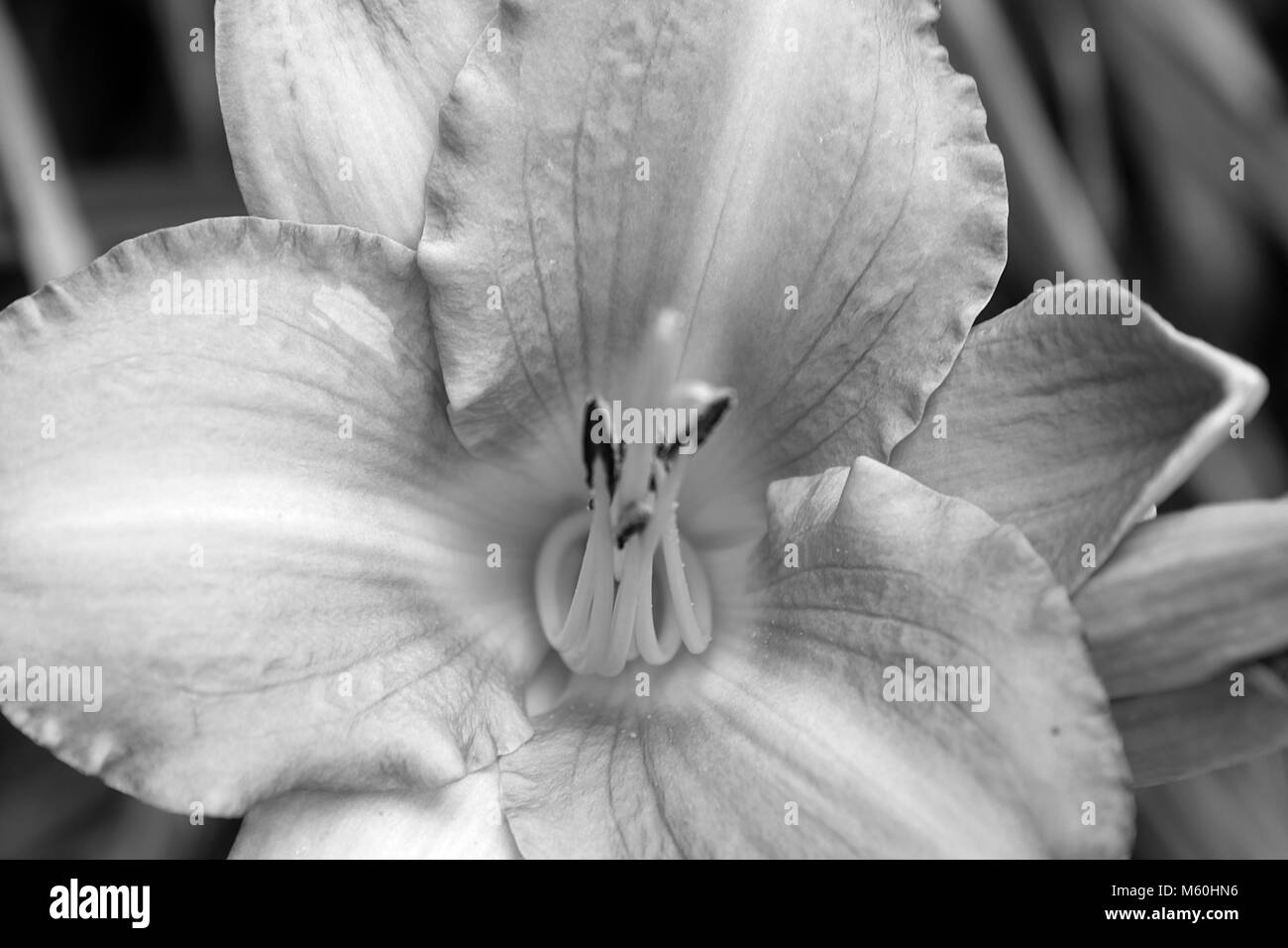 Schwarze und weiße Blume, Nahaufnahme Stockfoto