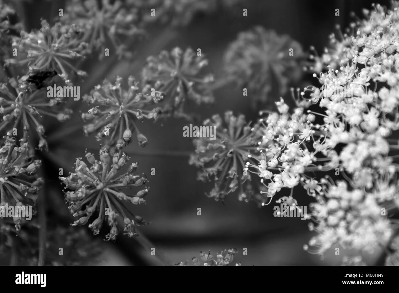 Kleinen Blüten in Schwarz und Weiß Stockfoto