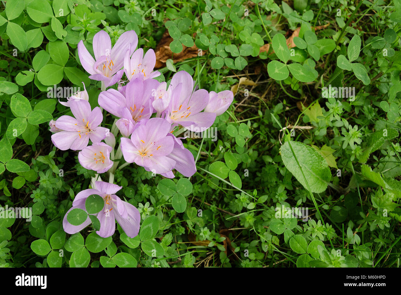 Colchicum autumnale Herbst - Zeit - weniger Mehrjährig Blumen birne Blüte September lila violett weiss garten anlage Stockfoto