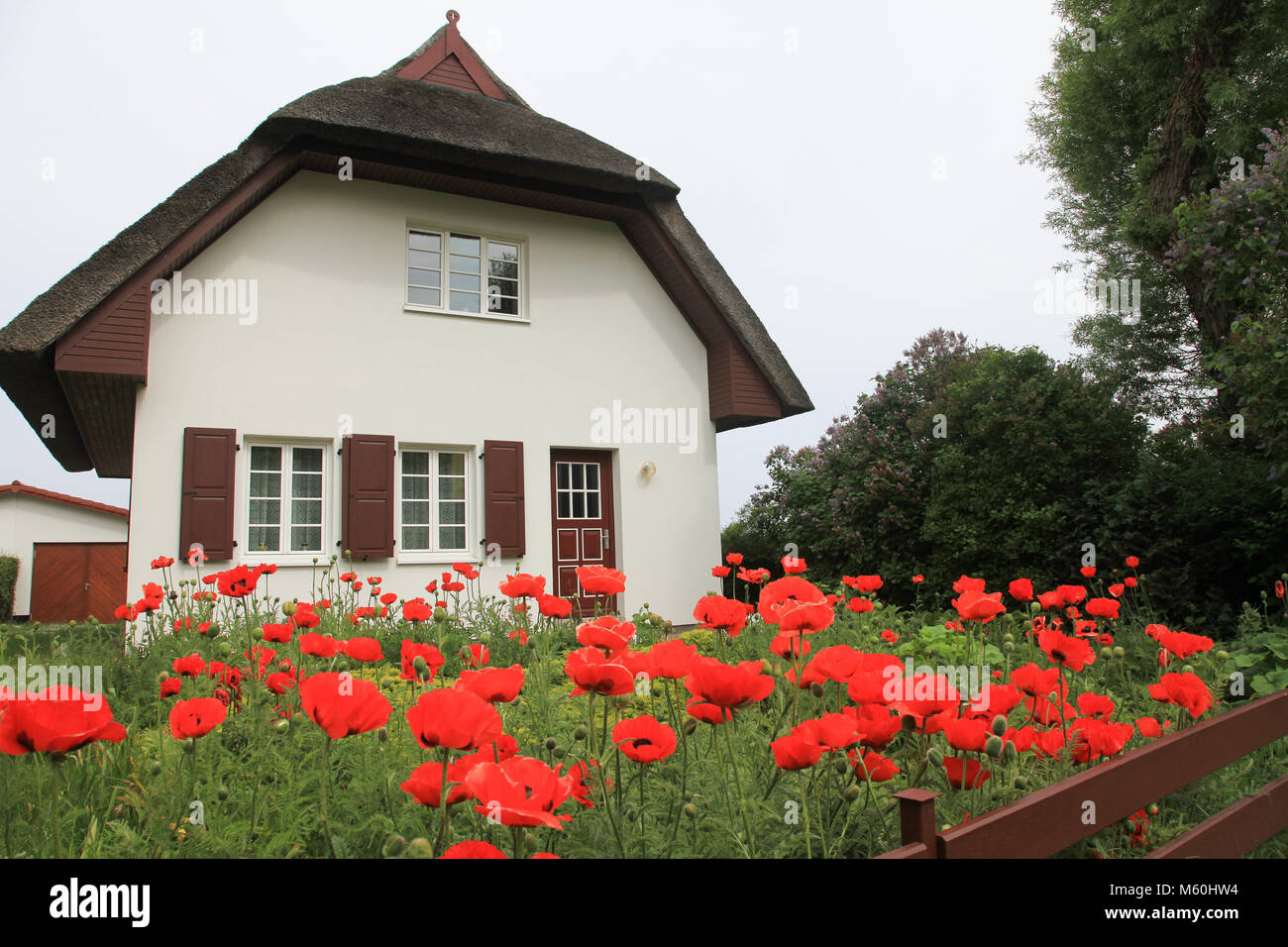 Baum mohn garten Fotos und Bildmaterial in hoher Auflösung Alamy