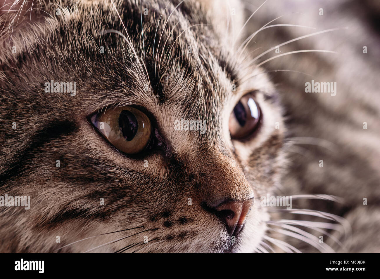 Cat Face Close-up. Das Auge einer Hauskatze Stockfoto