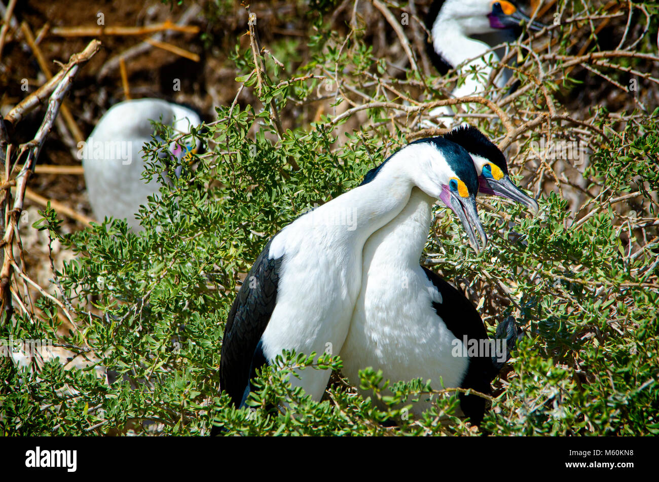 Passende paar Pied Kormorane (Phalacrocorax varius) am Nest in Shoalwater marine Park in der Nähe von Rockingham Western Australia Stockfoto