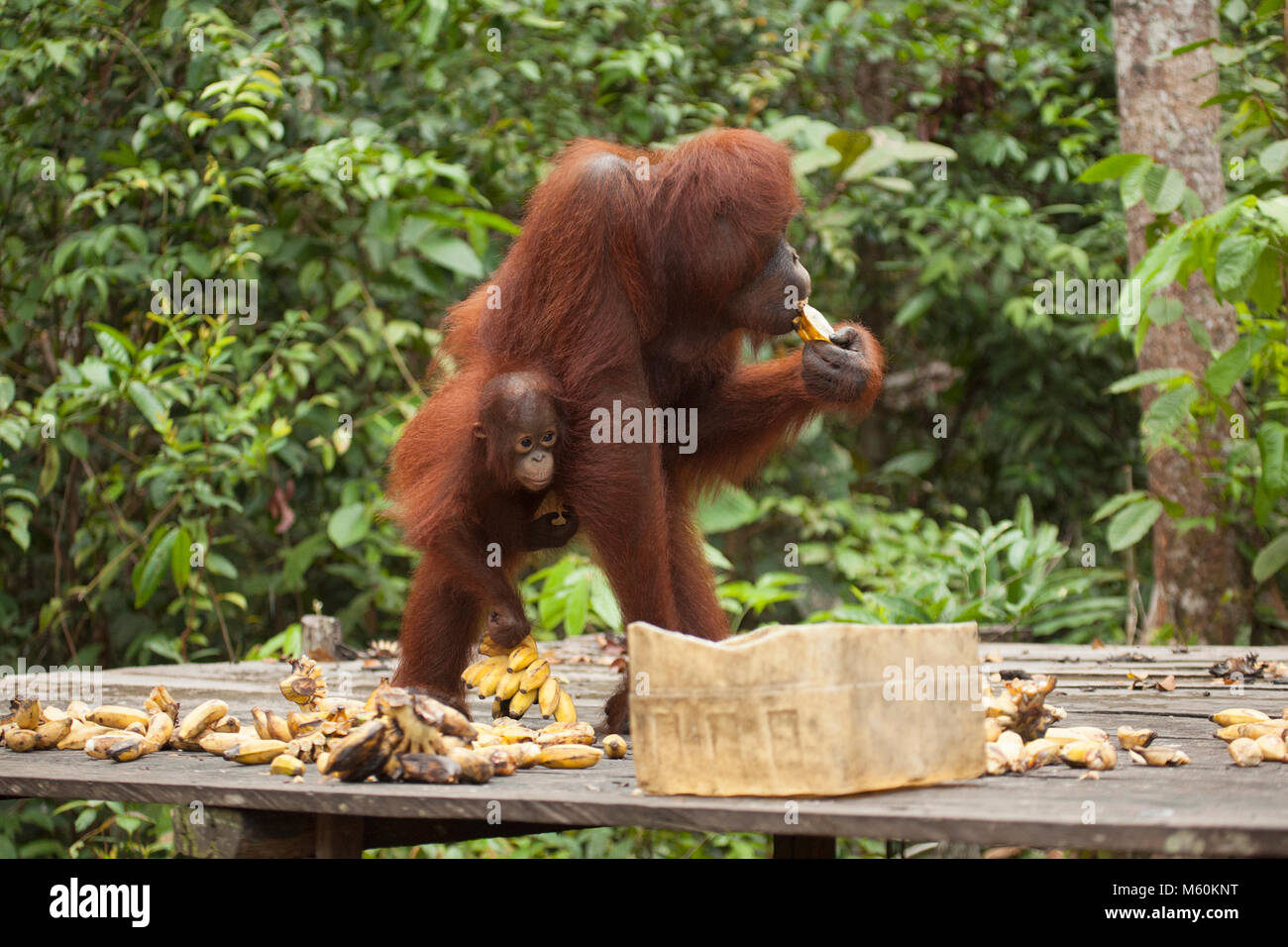 Wilde Orang-Utan (Pongo pygmaeus)-Mutter und Baby essen Bananen auf der Futterplattform im Camp Leakey im Tanjung Puting Nationalpark Stockfoto