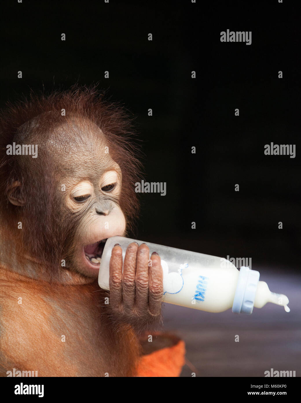 Zwei Jahre alten Baby verwaisten Orang-utan kauen am falschen Ende der Flasche im Orang-utan-Care Center gerettet Stockfoto