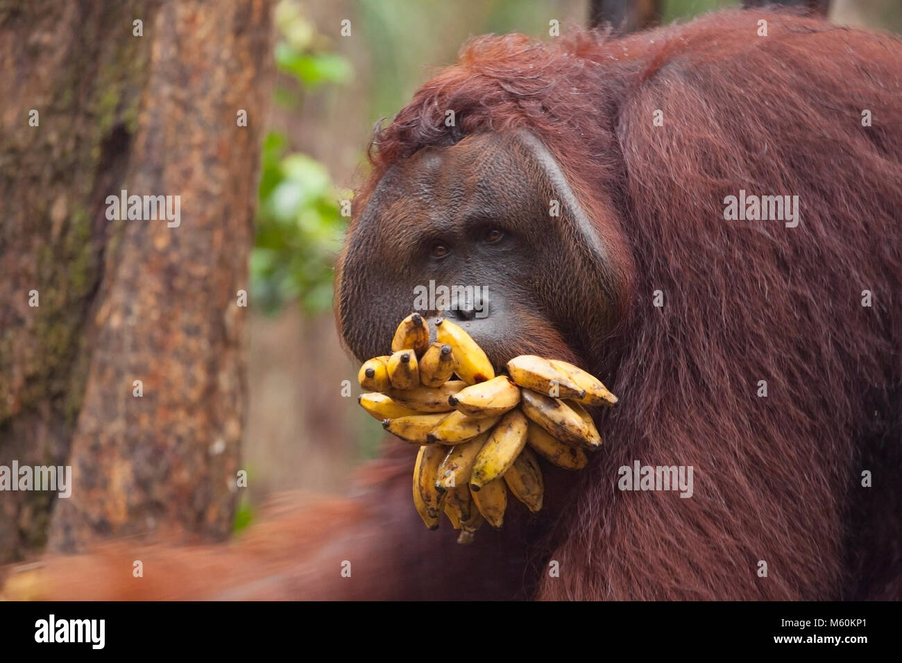 Wilder Orang-Utan-dominanter Rüde (Pongo pygmaeus) mit Mund gefüllt mit Bananen aus Camp Leakey Futterstation im Tanjung Puting Nationalpark Stockfoto