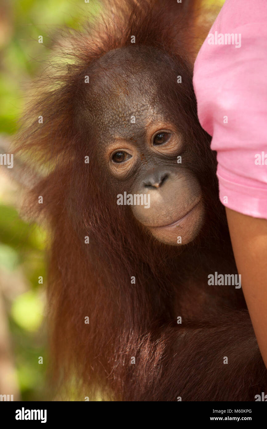 Gerettet verwaisten Orang-utan auf Betreuer zurück während durchgeführt werden, Orang-utan Care Center Stockfoto