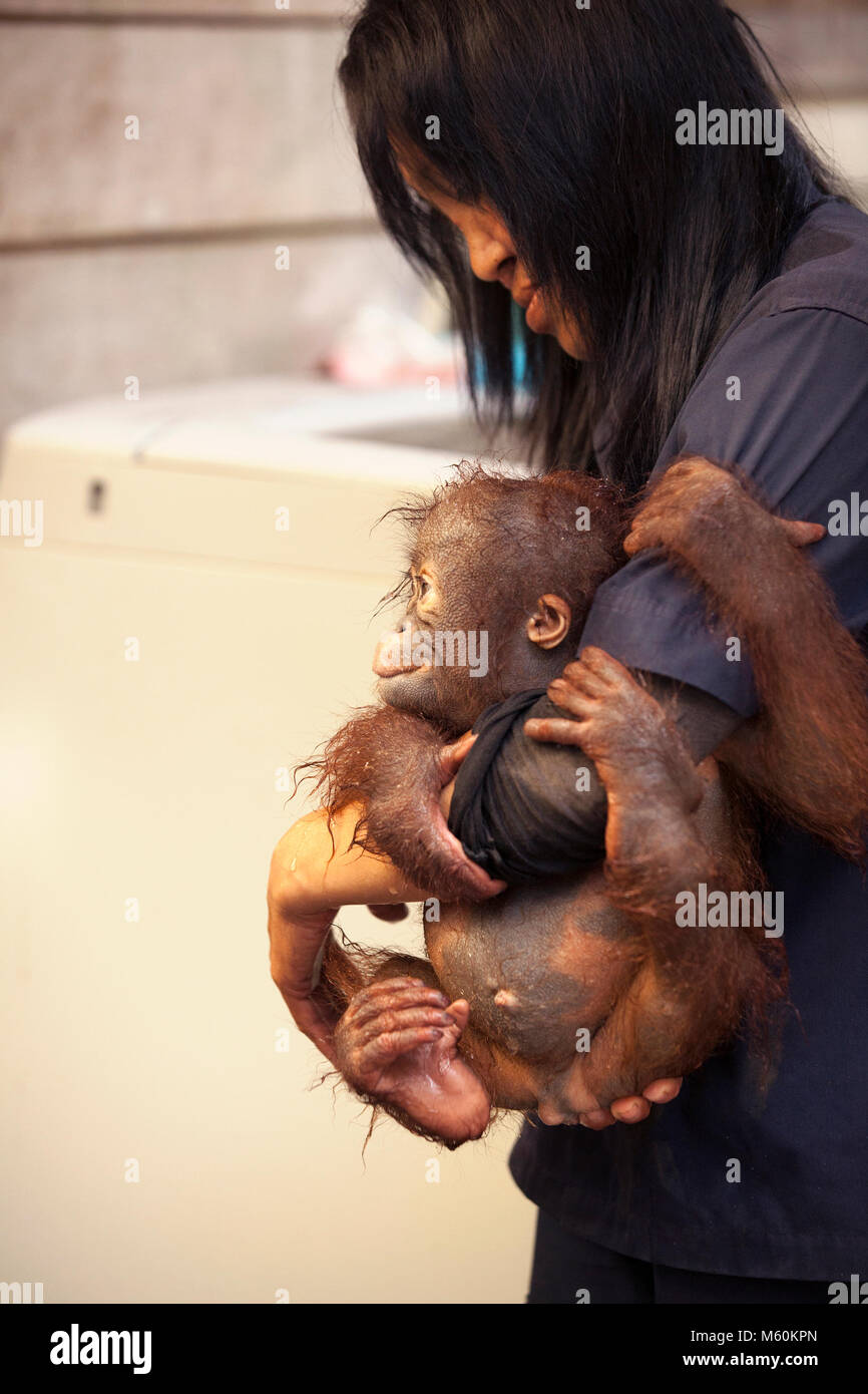 Orangutan (Pongo pygmaeus), das sich an der indonesischen Pflegekraft im Orangutan Care Center and Quarantine in Borneo, Indonesien, klammert Stockfoto