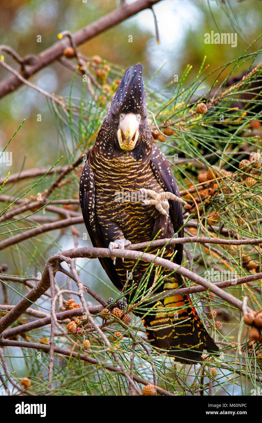 Wald Red-tailed black Cockatoo (Calyptorhynchus banksii naso) Fütterung auf She Oak Zapfen, Creery Feuchtgebiete, Mandurah Western Australia Stockfoto