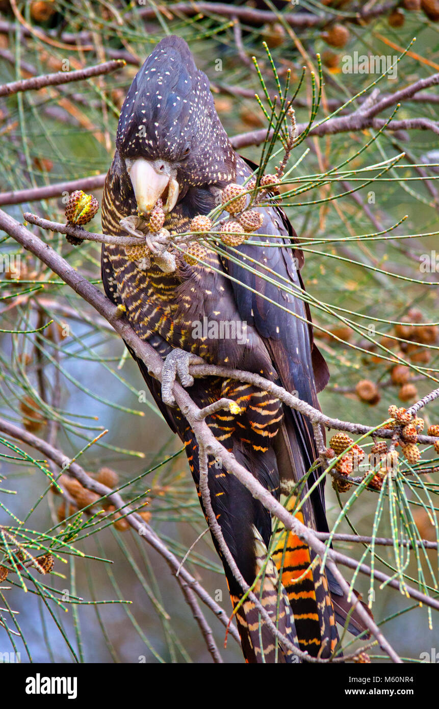 Wald Red-tailed black Cockatoo (Calyptorhynchus banksii naso) Fütterung auf She Oak Zapfen, Creery Feuchtgebiete, Mandurah Western Australia Stockfoto