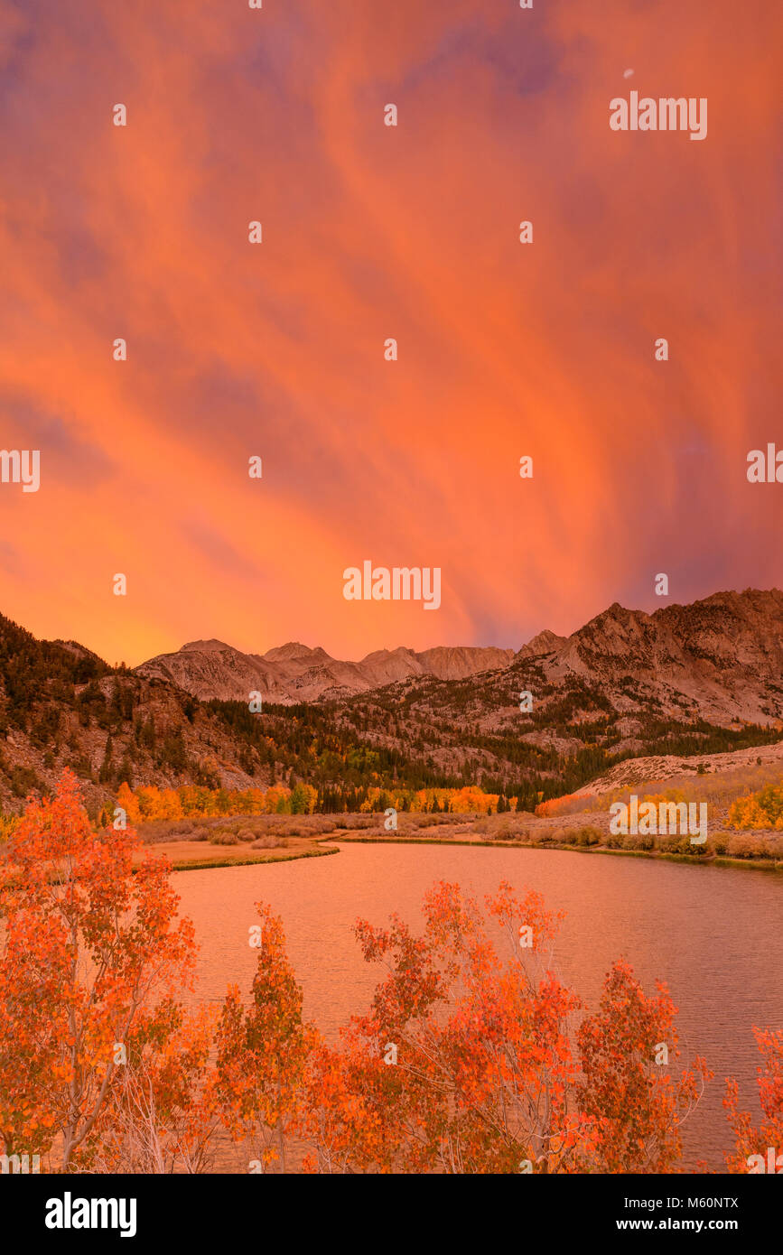 Dawn, Aspen, Populus Tremulae, Piute Crags, North Lake, Bischof Creek National Recreation Area, Inyo National Forest, östlichen Sierra, Kalifornien Stockfoto