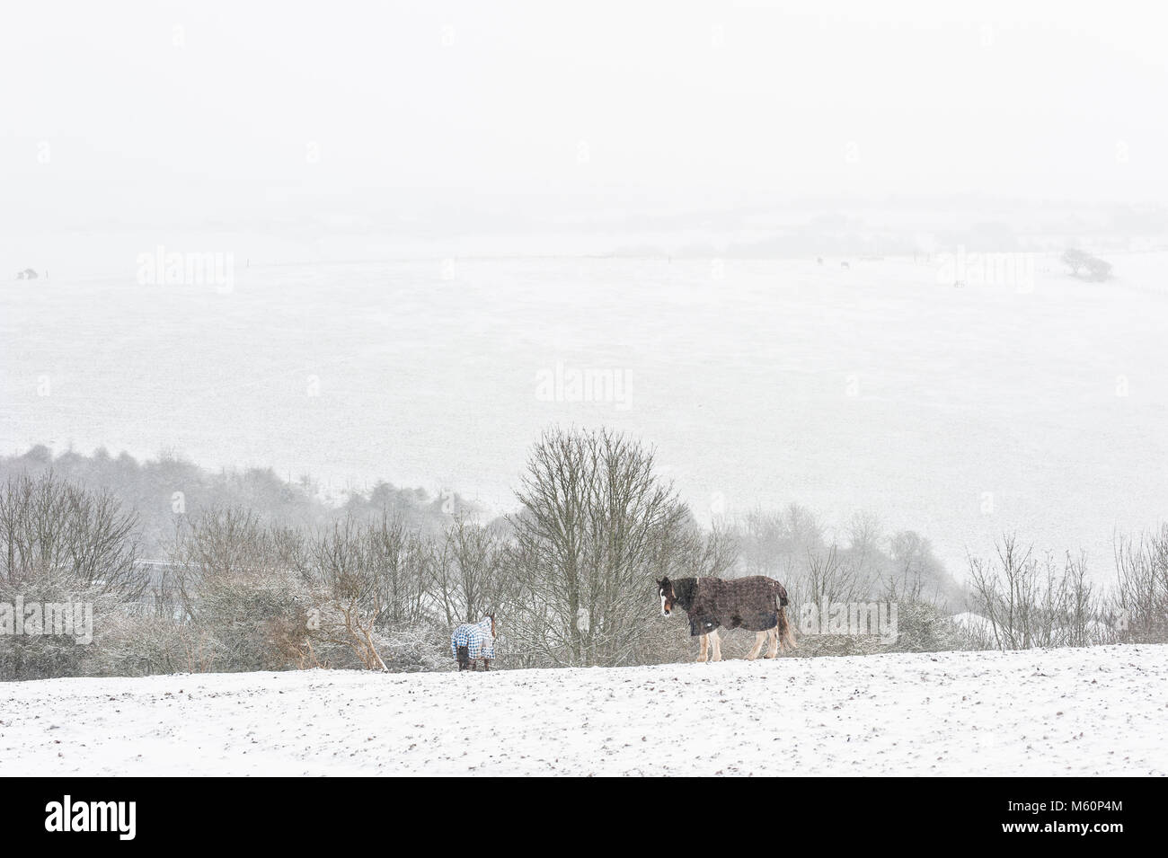 Brighton, East Sussex. 27. Februar 2018. UK Wetter. Pferde trotzen der Kälte im dicken Schnee in Brighton, in der Nähe von Brighton Racecourse in Richtung Bevendean Unten am Rande des malerischen Sussex South Downs. Credit: Francesca Moore/Alamy leben Nachrichten Stockfoto