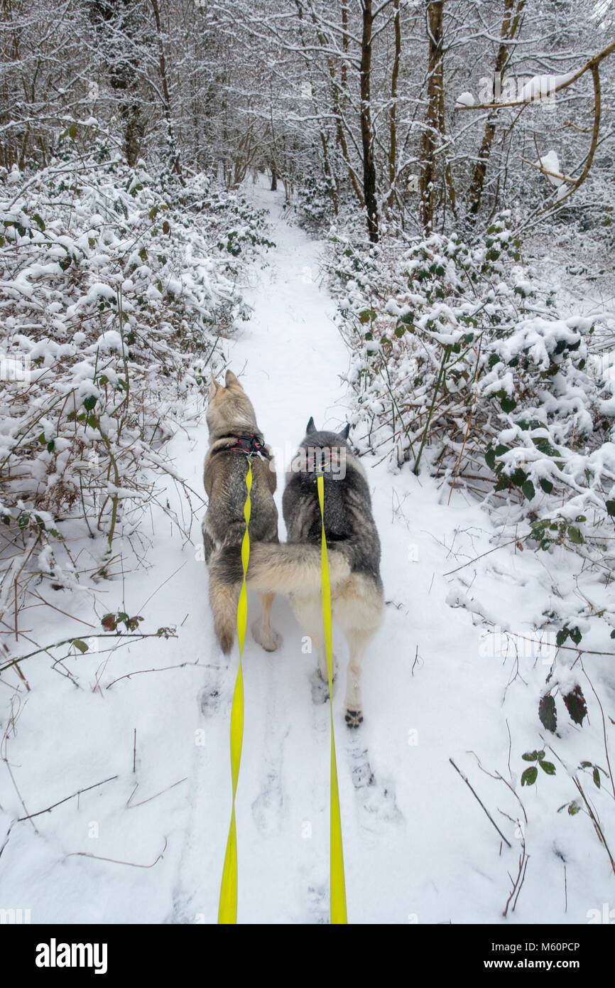 Flintshire, Wales, Großbritannien, 27. Februar 2018, UK Wetter: Das Tier aus dem Osten kommt mit einer Rache bei Temperaturen unter -3C und starke Schneefälle in Flintshire. Schlittenhunde Neena und Kira ihren Spaziergang emnjoying im tiefen Schnee im Dorf Lixwm mit Schnee cotinuing vom Tier aus dem Osten Wetter arrriving im Bereich fallen, Flintshire © DGDImages/Alamy leben Nachrichten Stockfoto