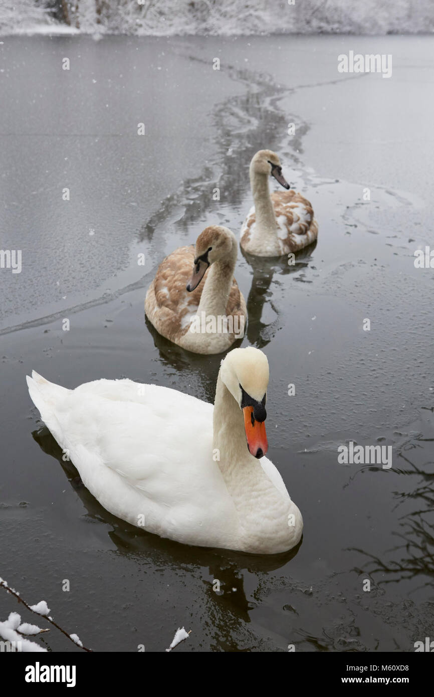 Faversham, Kent, Großbritannien. 27. Februar 2018: UK Wetter. Schnee und Frost hit Großbritannien als Schwäne noch mit Cygnets Suche nach Nahrung wie die See beginnt zu frieren. Credit: Alan Payton/Alamy leben Nachrichten Stockfoto