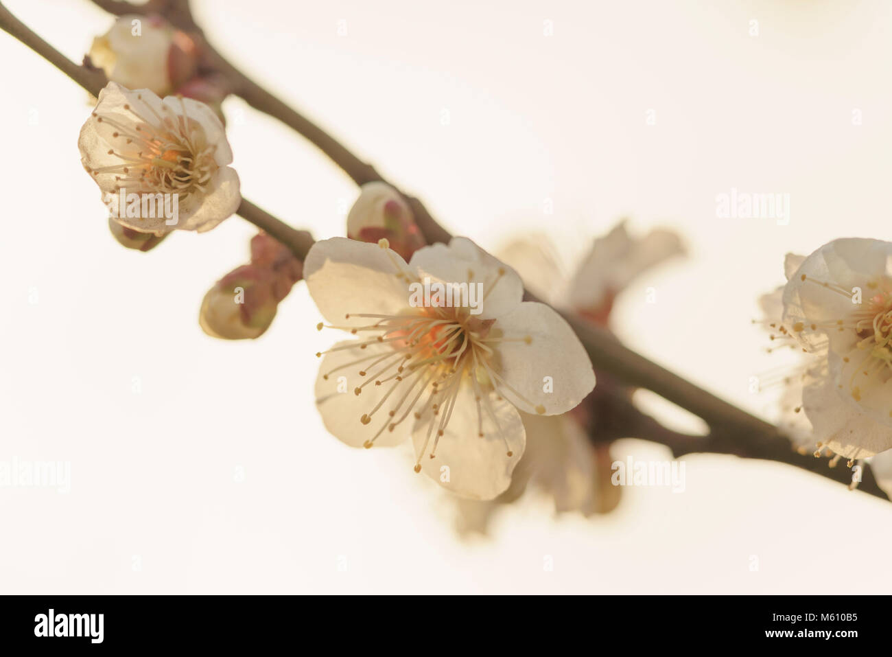 Setagaya, Tokio, Japan. 27 Feburuary, 2018. Die 41 Sdetagaya Ume (Japanische Aprikose) Festival in der hanegi Park, Setagaya, Tokio, in Japan gehalten wird. Schöne Ume Blumen in voller Blüte sind. Besucher genießen Blumen und Düfte. Credit: alamy Live News/Welt Entdeckung Credit: Welt Discovery/Alamy leben Nachrichten Stockfoto