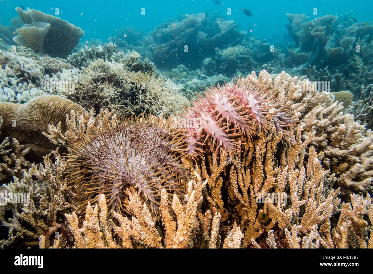 Sabah, Malaysia. 21 Juni, 2017. Seesterne unter Wasser gesehen. eine Dornenkrone Starfish cull durchgeführt, die von Freiwilligen an TRACC (Tropische Forschung und Conservation Centre) in Sabah, Malaysia. Diese invasive Arten negativ auf die Korallenriffe. Dornenkrone Starfish Korallenpolypen Essen und sehr schnell, wo Sie sich nicht heimisch und daher nicht genug natürliche Feinde haben reproduzieren, können Sie ein Riff System innerhalb von Wochen dezimieren. Credit: EFImages -0145.jpg /SOPA Images/ZUMA Draht/Alamy leben Nachrichten Stockfoto