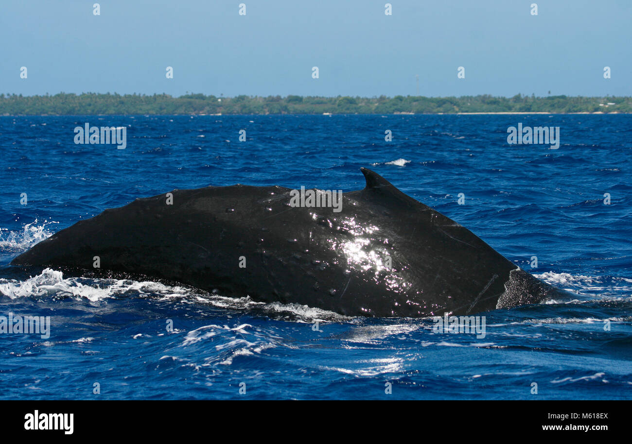 Humback Wal, Megaptera novaeangliae. Pangai Insel. Ha'apai Inseln. Tonga. Polynesien Stockfoto