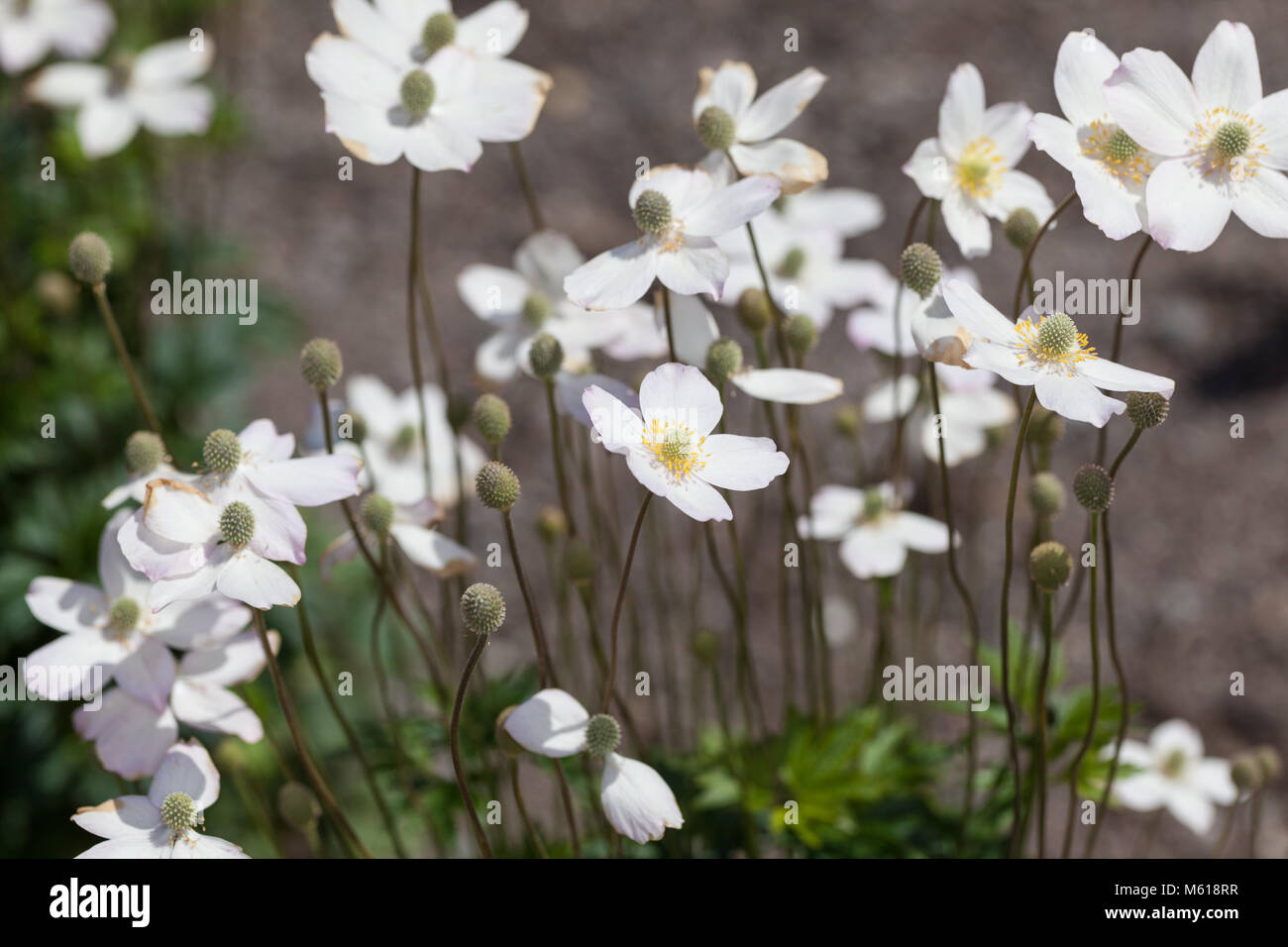 Groß, Thimbleweed Virginiasippa (Anemone virginiana) Stockfoto