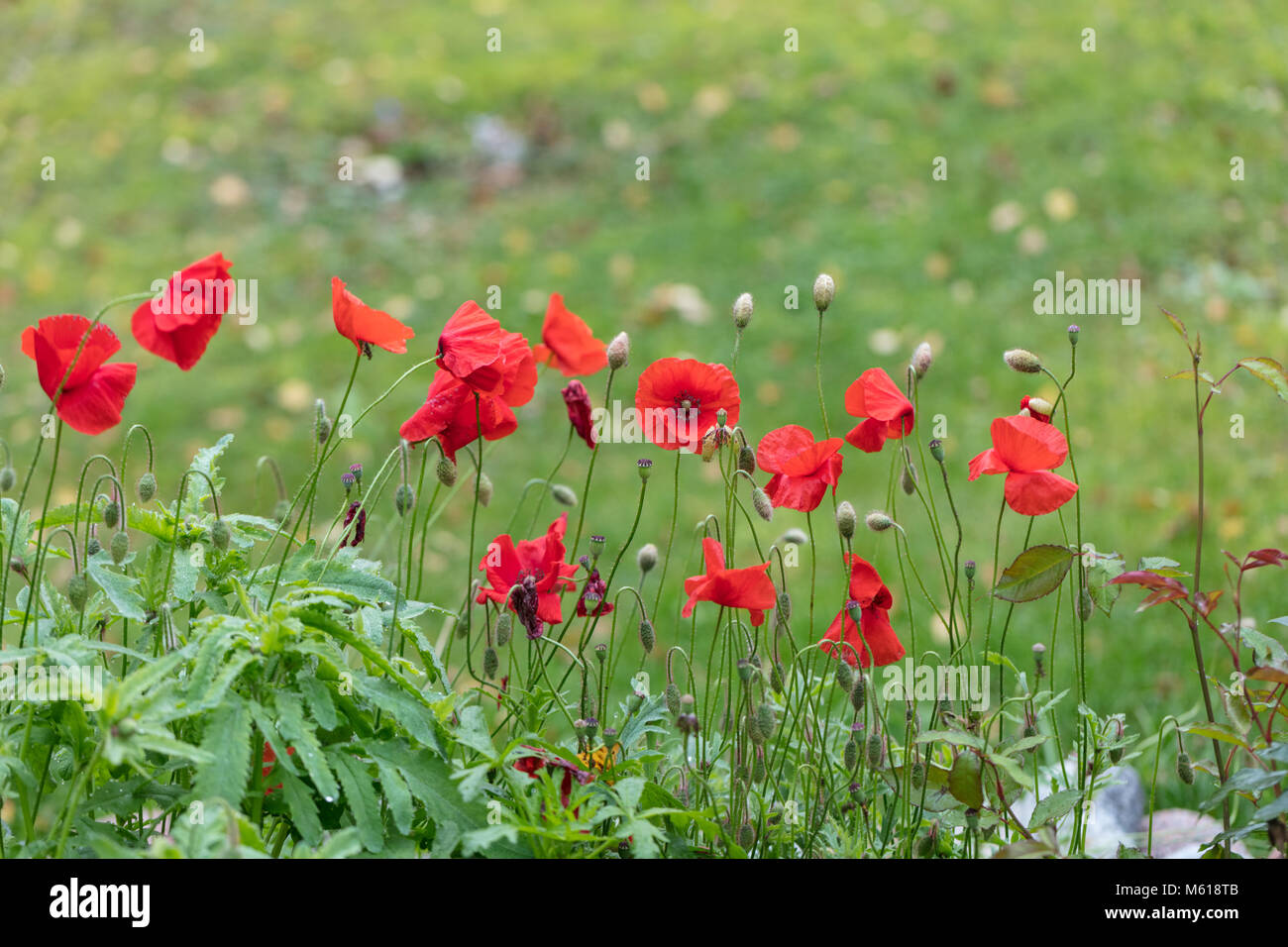 Mais, Kornvallmo Mohn (Papaver rhoeas) Stockfoto
