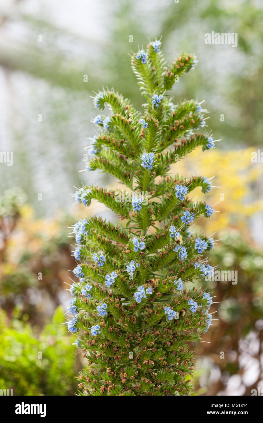 Stolz von Madeira, Madeiras an Bescheinigungen stolthet (Echium Candicans) Stockfoto