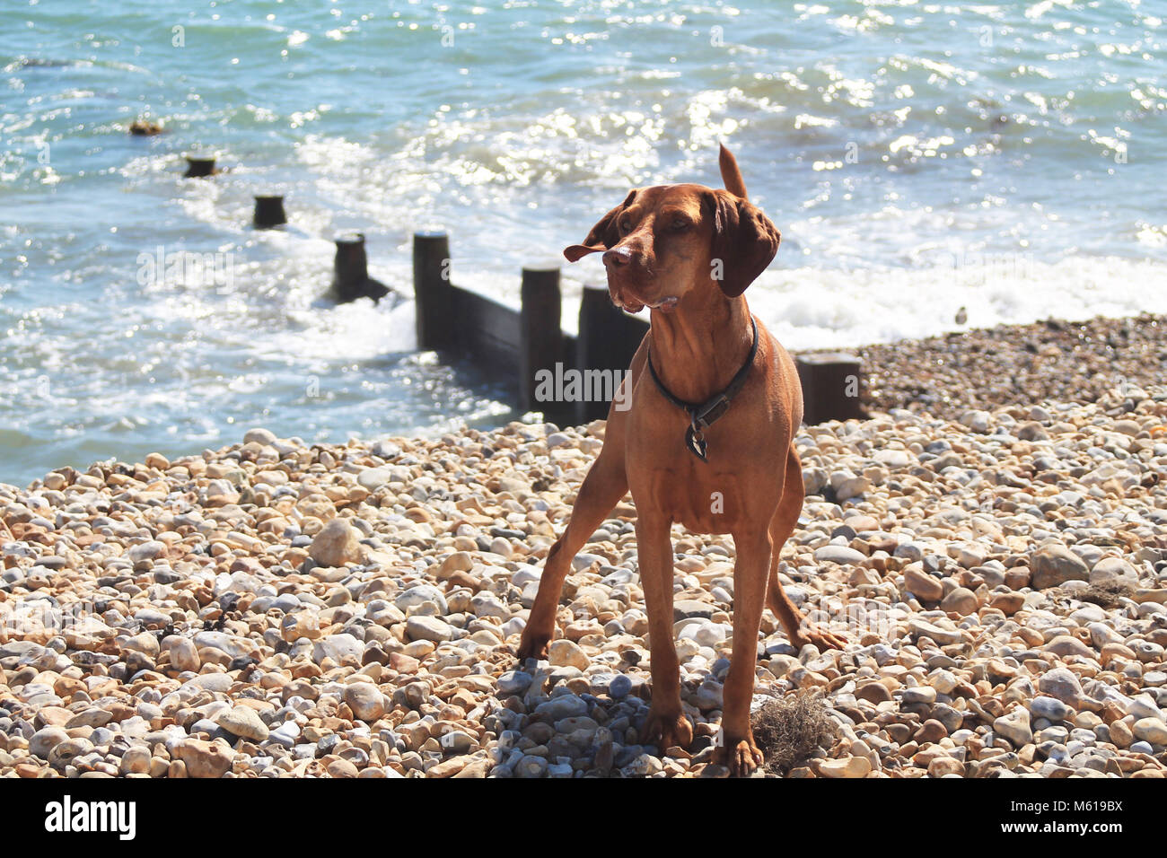 Hund auf einem Kieselstrand Stockfoto