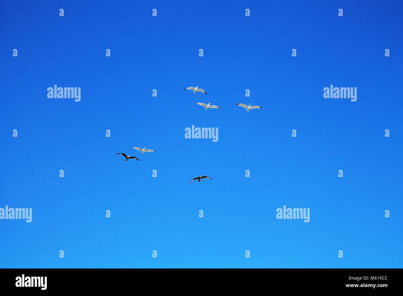 Vogel im Himmel Stockfoto Vogel im Himmel Stockfoto