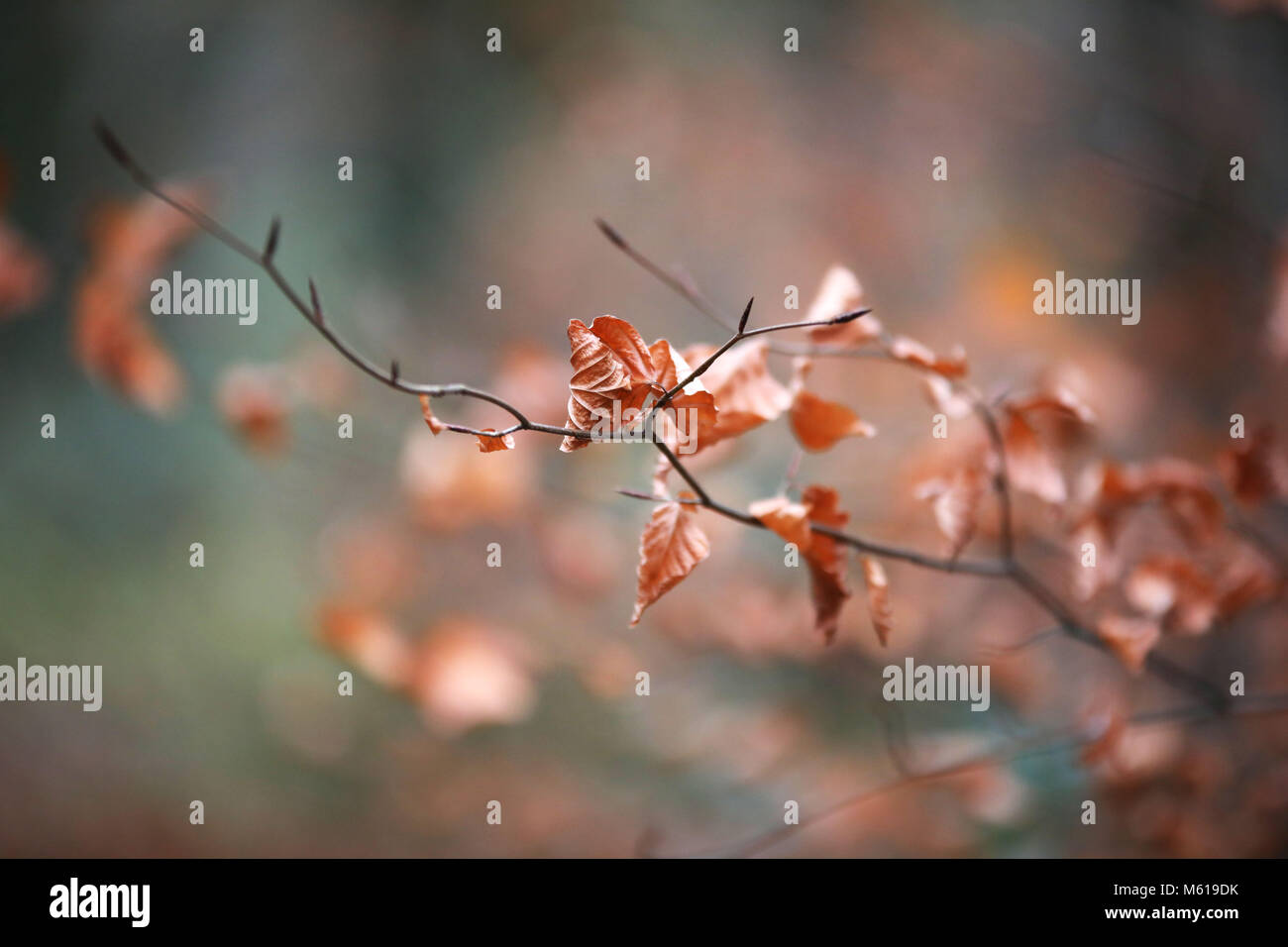 Blätter im Herbst Stockfoto