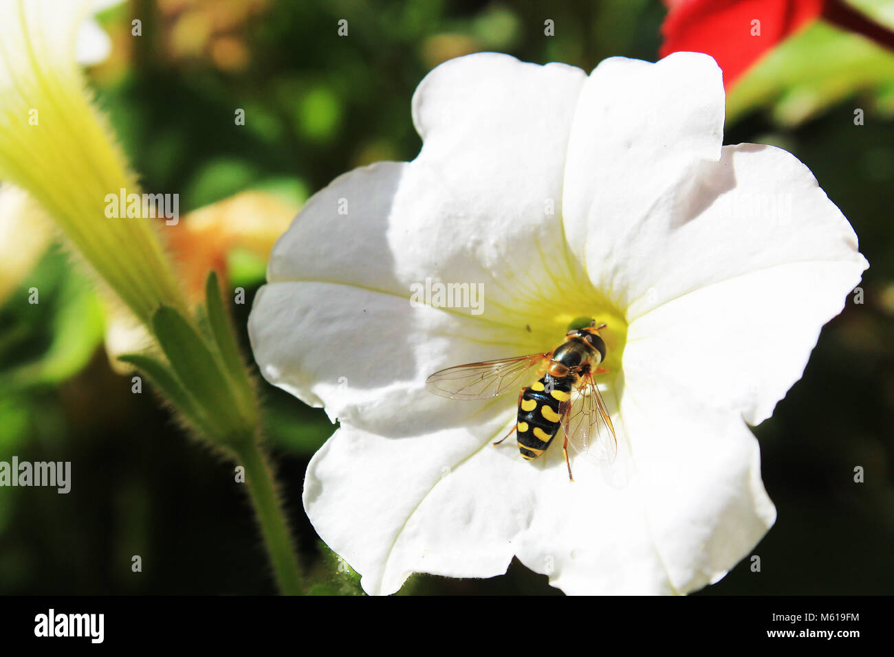 Biene pollenating eine Blume im Sommer Stockfoto