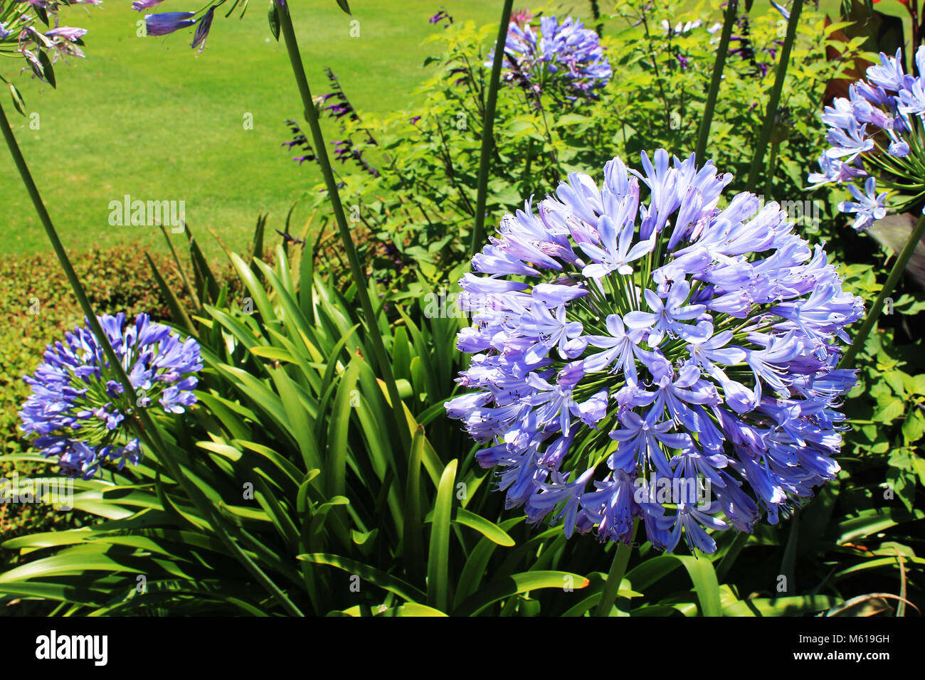 Der botanische Garten in Sydney Stockfoto