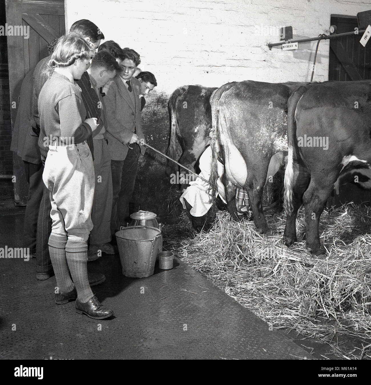 1950, Großbritannien, historische Bild zeigt eine Gruppe von landwirtschaftlichen Studenten lernen, wie man Kühe im Melkstand Schuppen gemolken werden. Während und nach dem WW2, viel Gewicht in Großbritannien war auf die Herstellung von mehr home-grown Food und studentische Anwendungen in der Landwirtschaft und der Landwirtschaft gelegt wurden angeregt. Stockfoto
