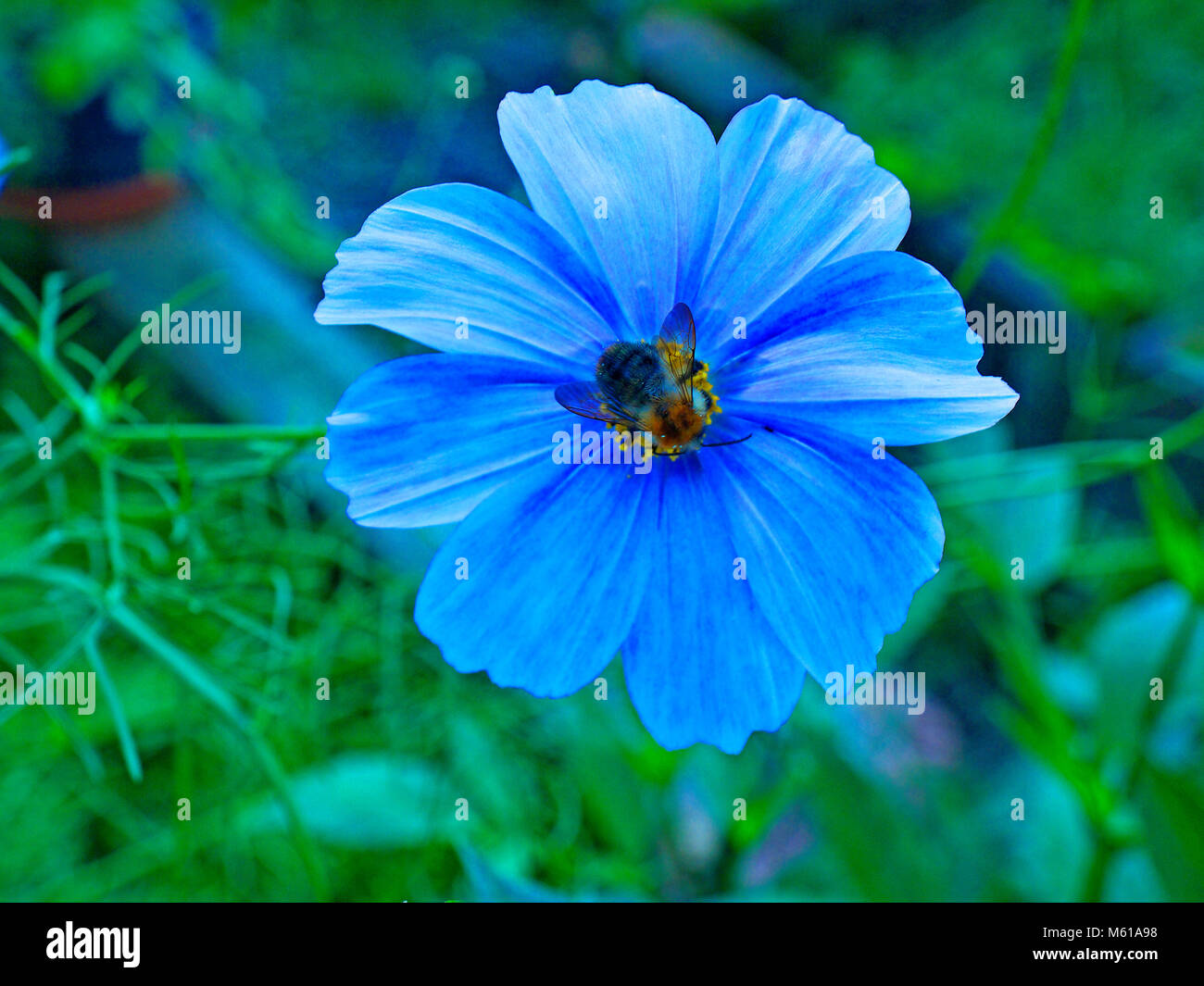 Honey Bee saugen Nektar aus einer Cosmos Blume Stockfoto
