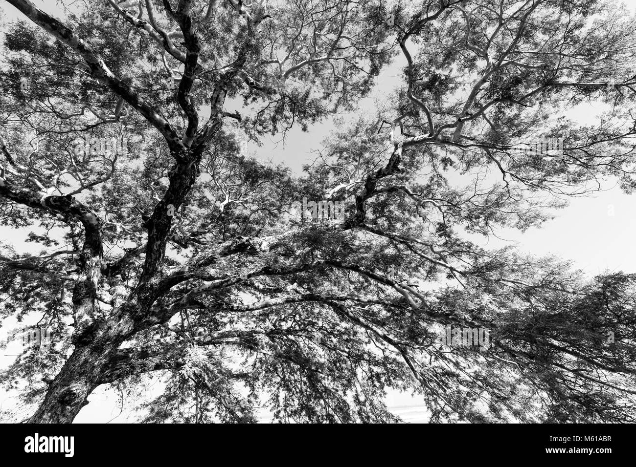Äste eines Baumes gegen den Himmel Stockfoto