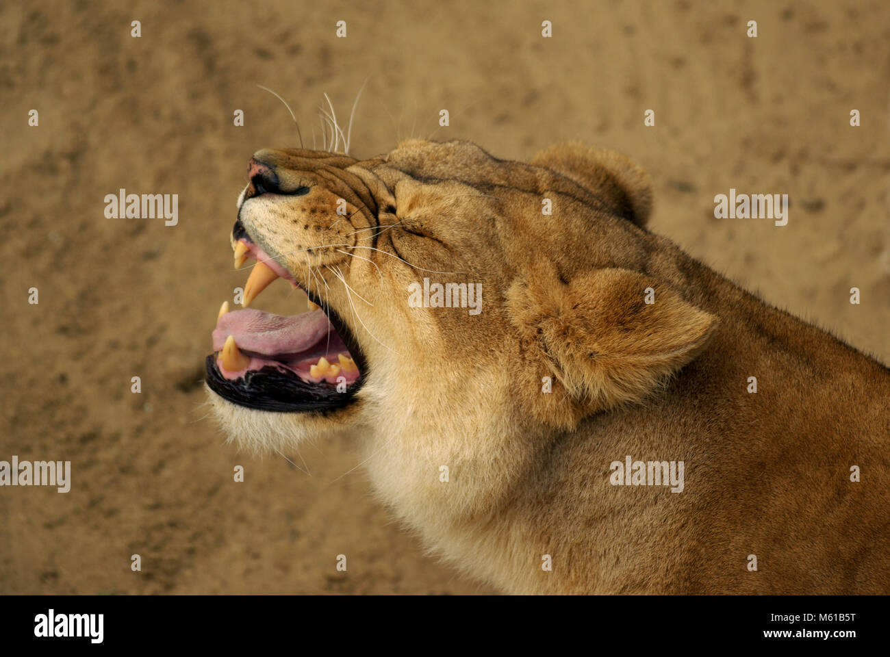 Brüllende Löwin in der Savanne Stockfoto