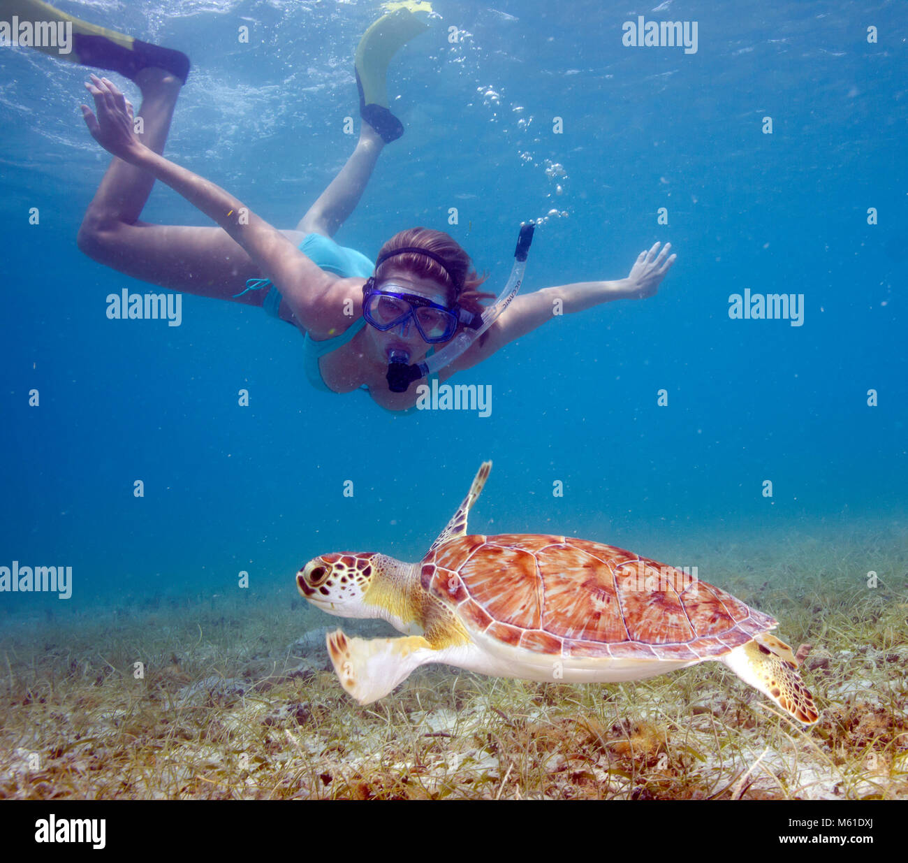 Ein schnorchler schwimmt in der Nähe einer Meeresschildkröte in Maho Bay auf der Insel St. John in den U.S. Virgin Islands. Stockfoto