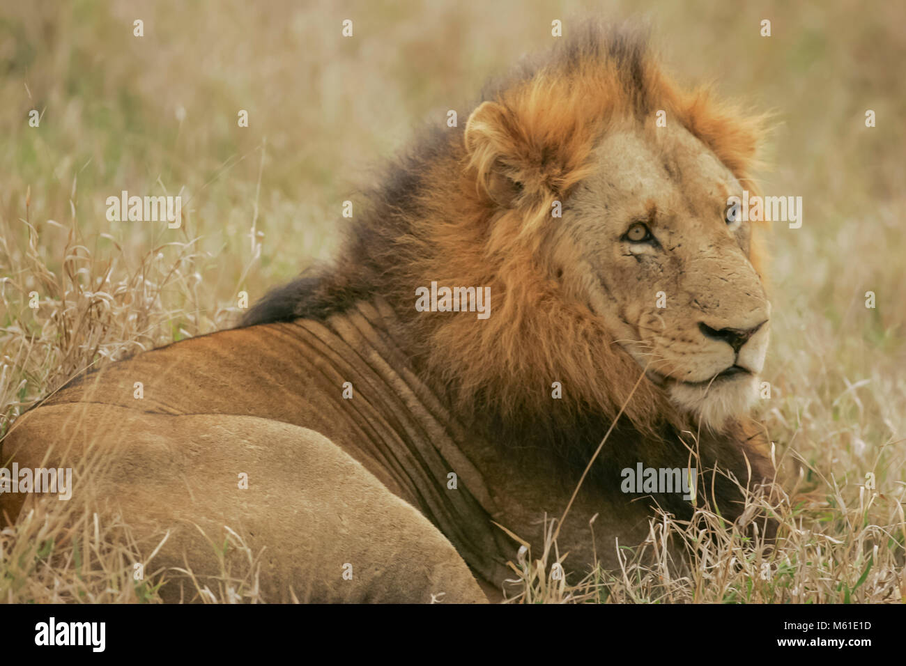 Männliche Löwen in Sabi Sabi Private Game Reserve in der Provinz Mpumalanga, Südafrika. Stockfoto