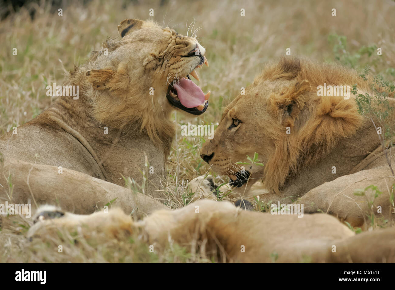 Männliche Löwen an Sabi Sabi Private Game Reserve in der Provinz Mpumalanga, Südafrika. Stockfoto