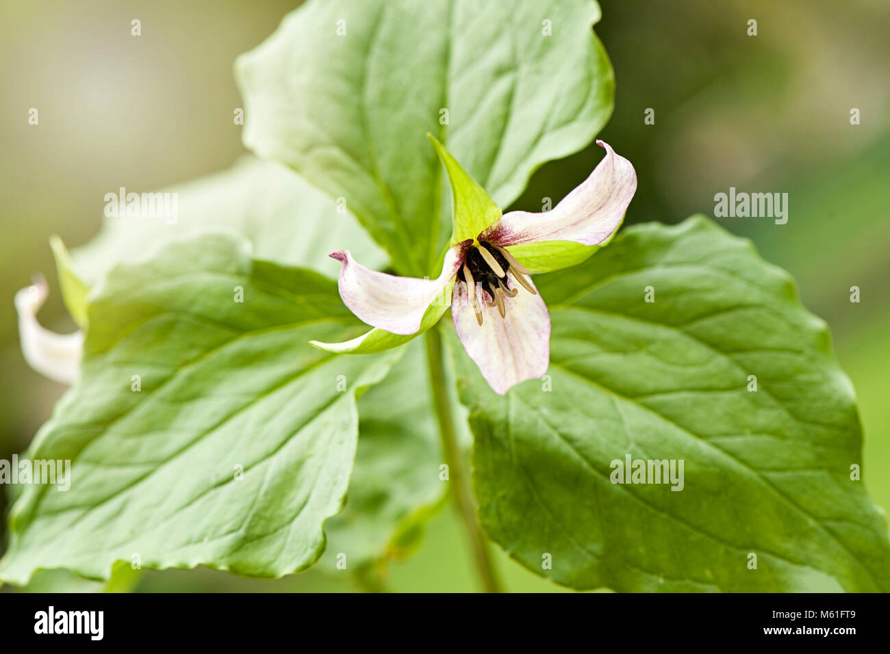 Nah-, Makro Bild der Frühling blühende mehrjährige Pflanze Trillium erectum rosa Blume Stockfoto