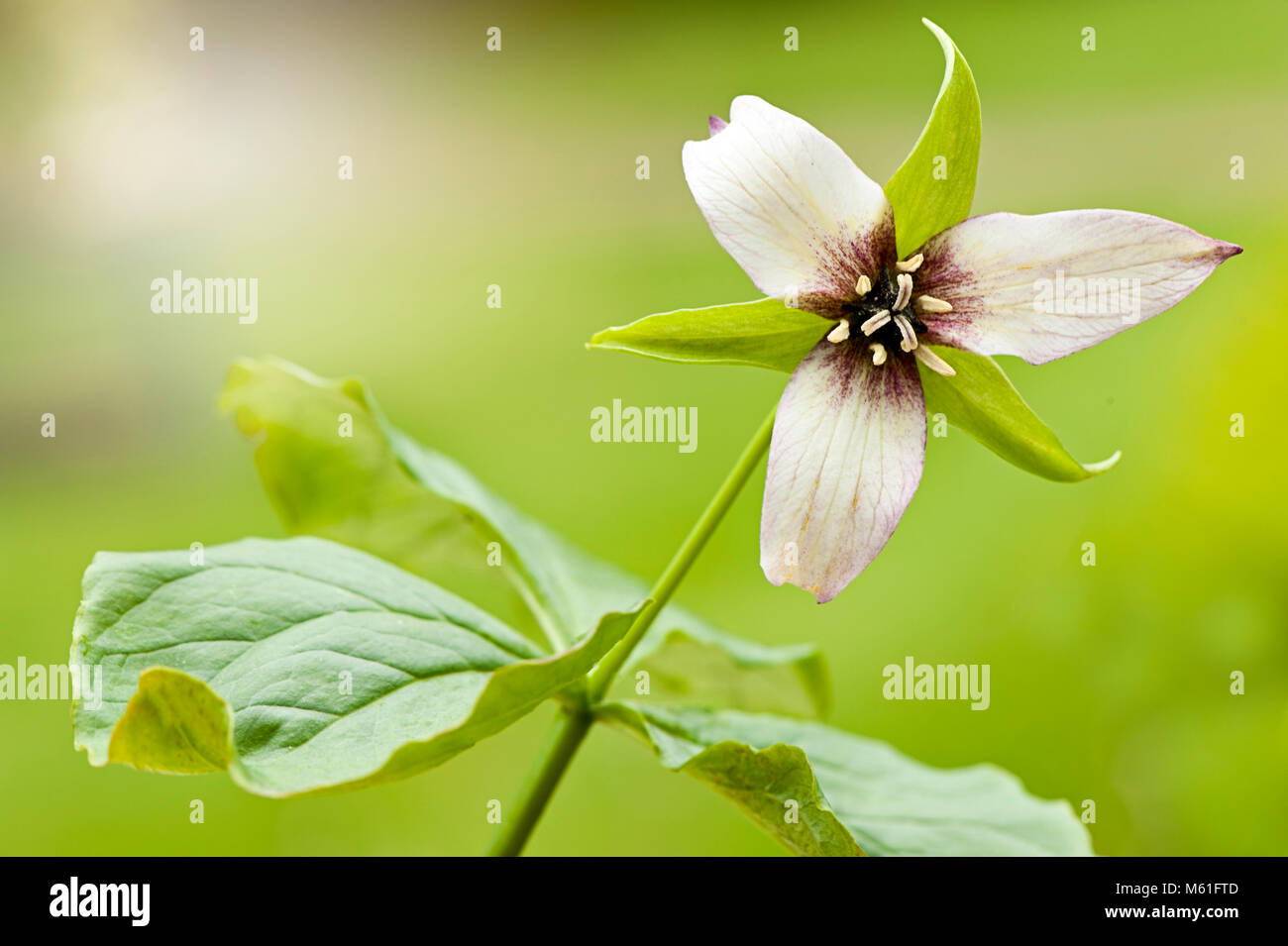 Nah-, Makro Bild der Frühling blühende mehrjährige Pflanze Trillium erectum rosa Blume Stockfoto