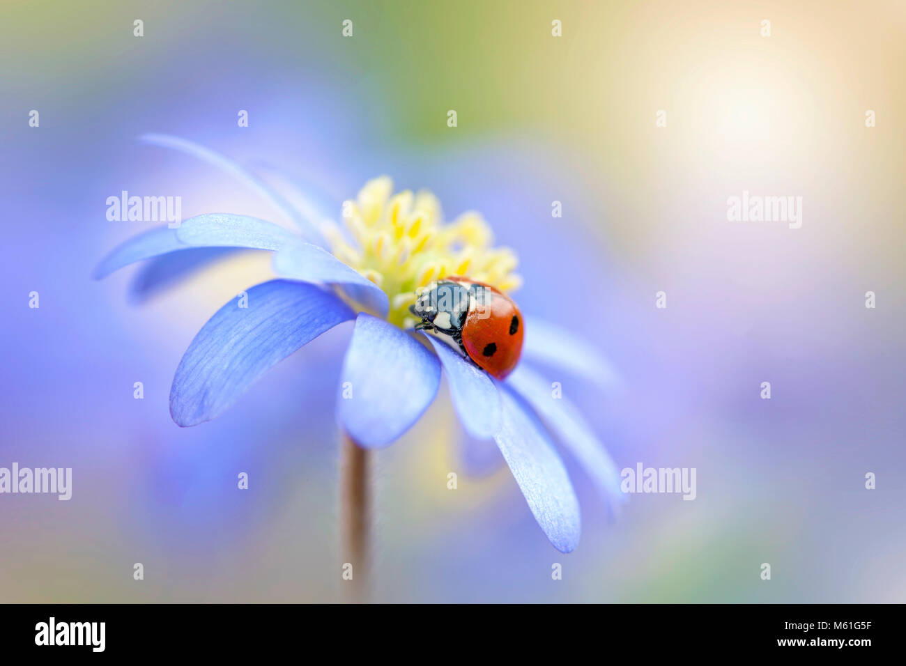 Nahaufnahme einer 7-Punkt Marienkäfer ruht auf dem blauen Blütenblatt einer Feder, Anemone blana oder Winter Cuneata Stockfoto