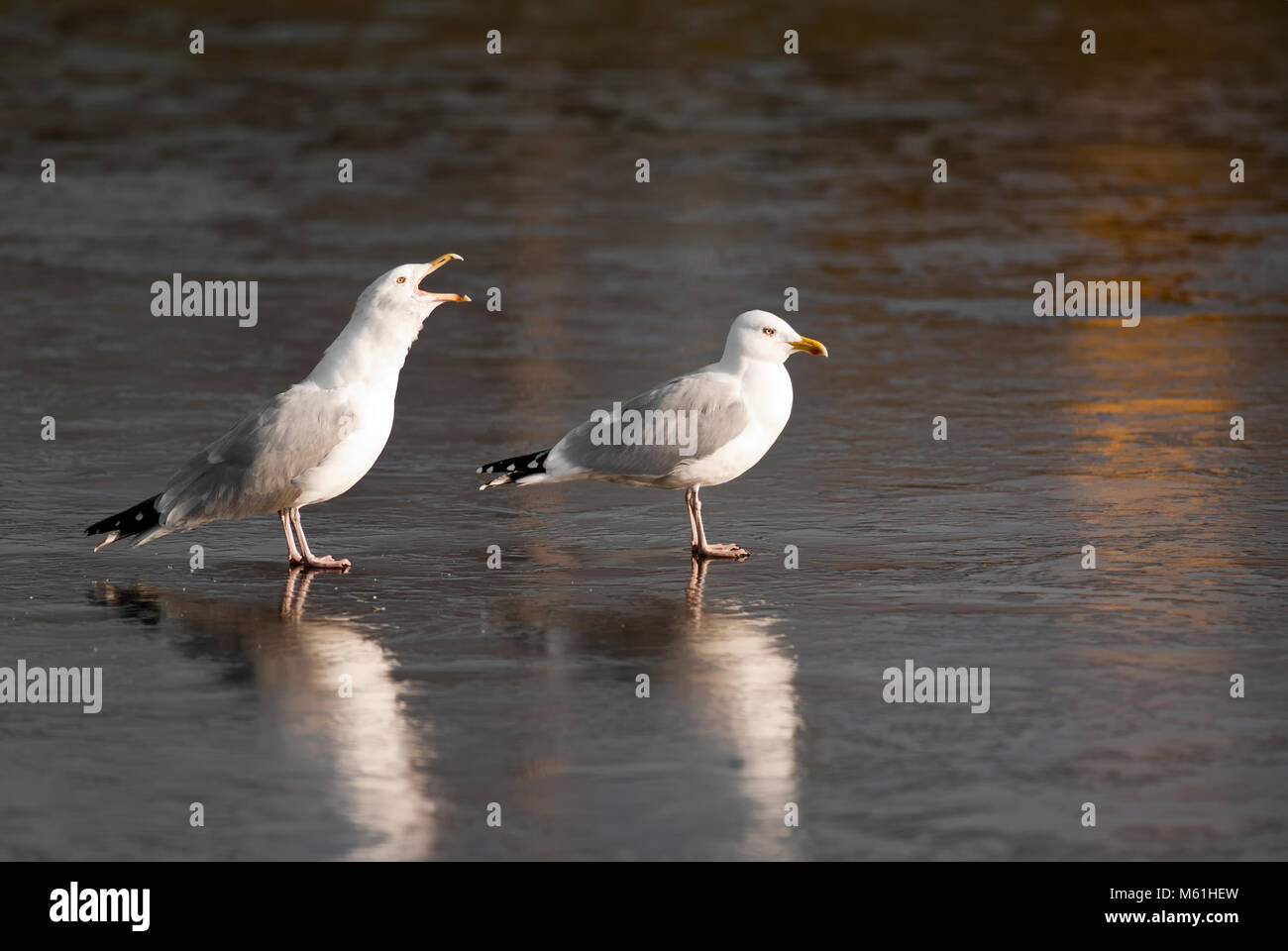Ein paar Möwen auf einem gefrorenen Binnengewässer Stockfoto